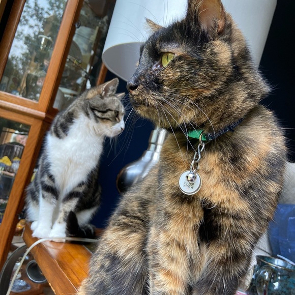 My four-legged children! 😉 - Picture 7 of 10